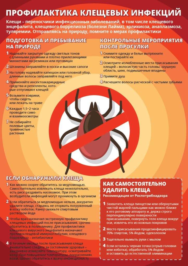 О профилактике инфекций, передающихся при укусе клещей.